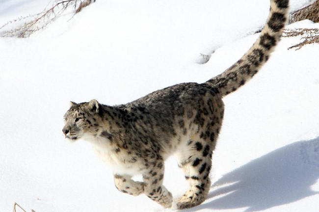 1648825519544080432.jpg scientists-have-discovered-3-new-species-of-snow-leopard-picture-1-Z5ChHZDjY.jpg