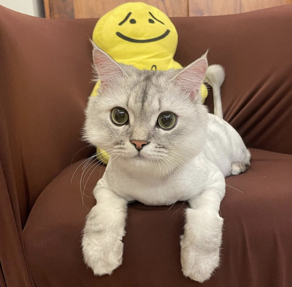 撒娇讨抱抱恭喜你在猫猫心中的地位很高(图/翻摄自IG：@wen.shan0410)
