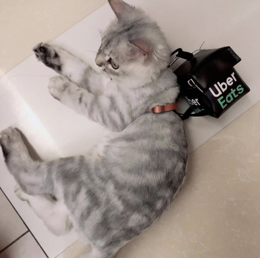 一起玩一起睡觉就像同类一样(图/翻摄自IG：@wen.shan0410)
