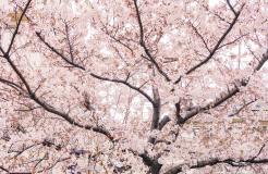 2021 年最佳免费动漫流媒体网站