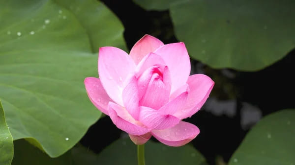 1657633224691003158.jpg p3180241a511863016-ss.jpg